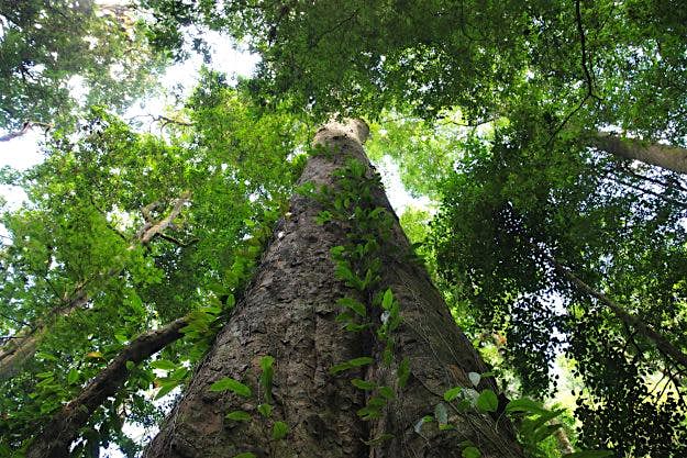 Travel News - Africa's tallest tree has been found in Tanzania. Image: Mount Kilimanjaro National Park