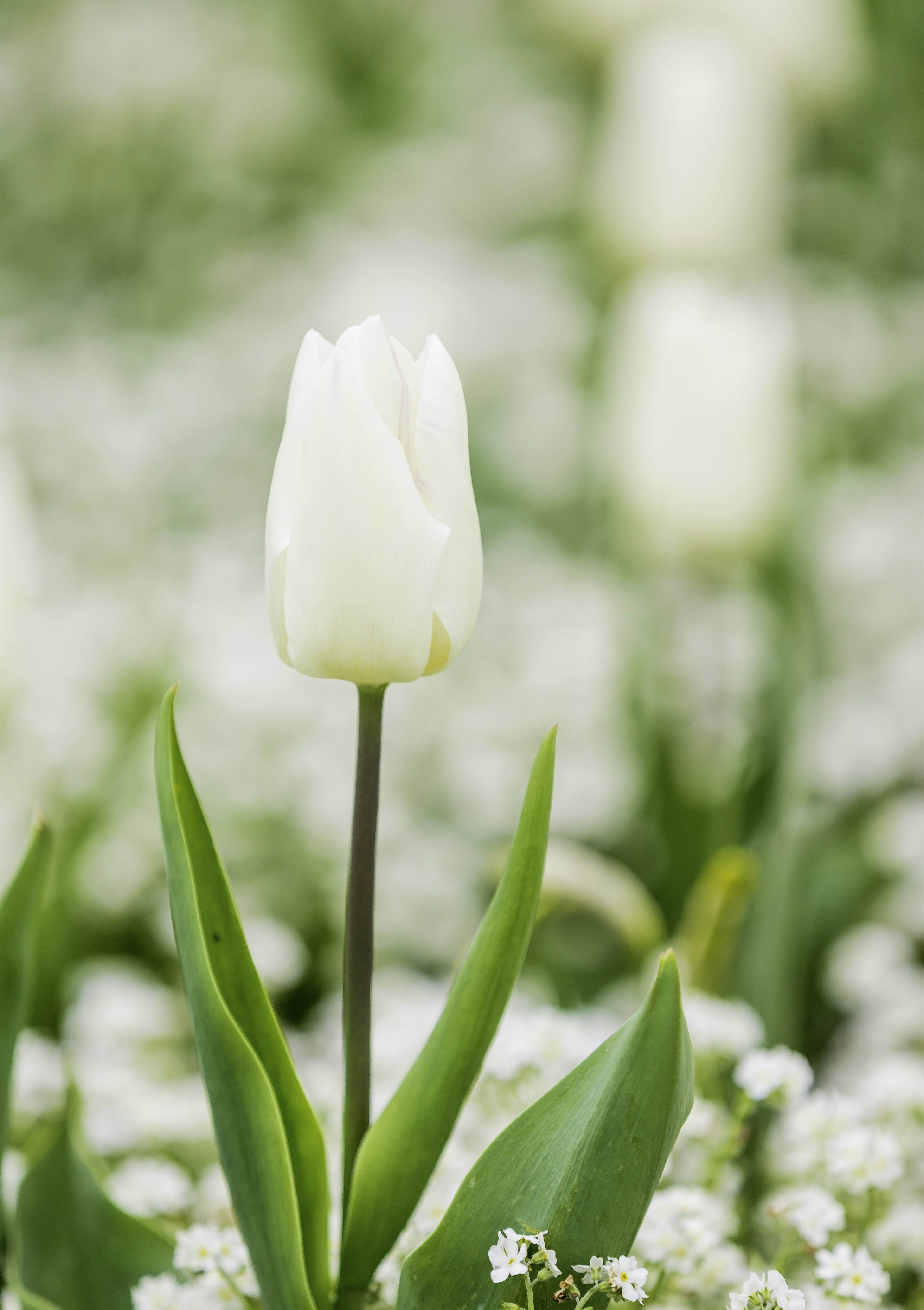 Travel News - _E8A2808 The garden is dedicated to Princess Diana.