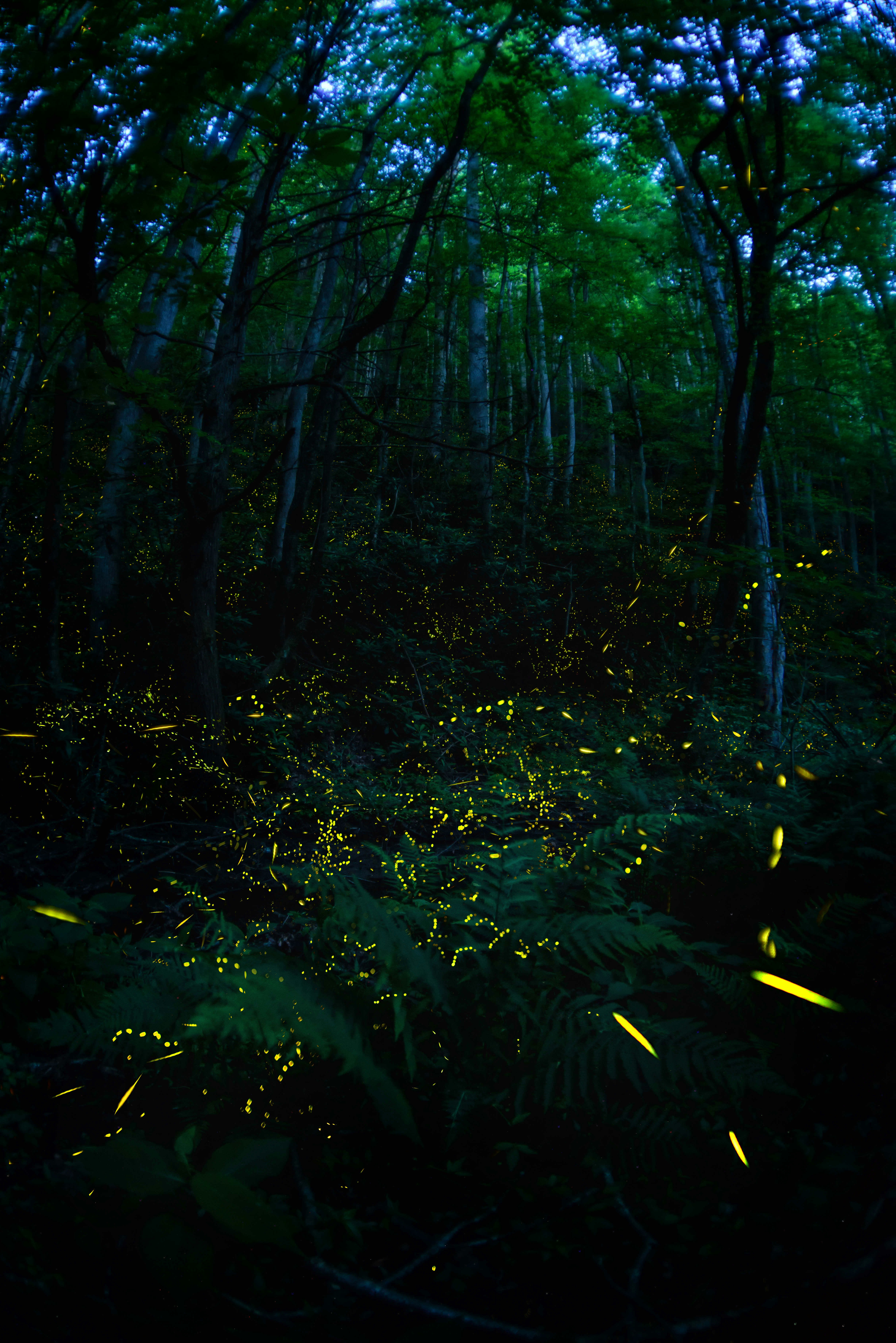 Synchronous fireflies in Great Smoky Mountains, in Tennessee. 