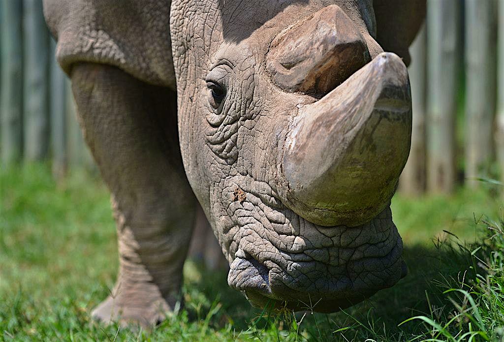 Travel News - YEAR2016-KENYA-AFRICA-ANIMAL-CONSERVATION Sudan, the "world's most eligible bachelor" grazes at the conservancy. Image by TONY KARUMBA/AFP/Getty Images)