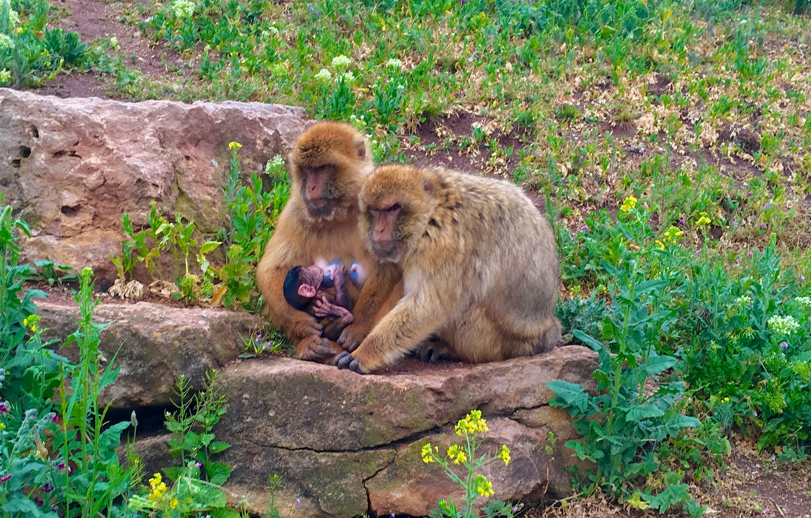 Travel News - Monkey Family Responsible Travel has pledged to withdraw holidays that include trips to zoos. Image: Daniel Seiler / EyeEm