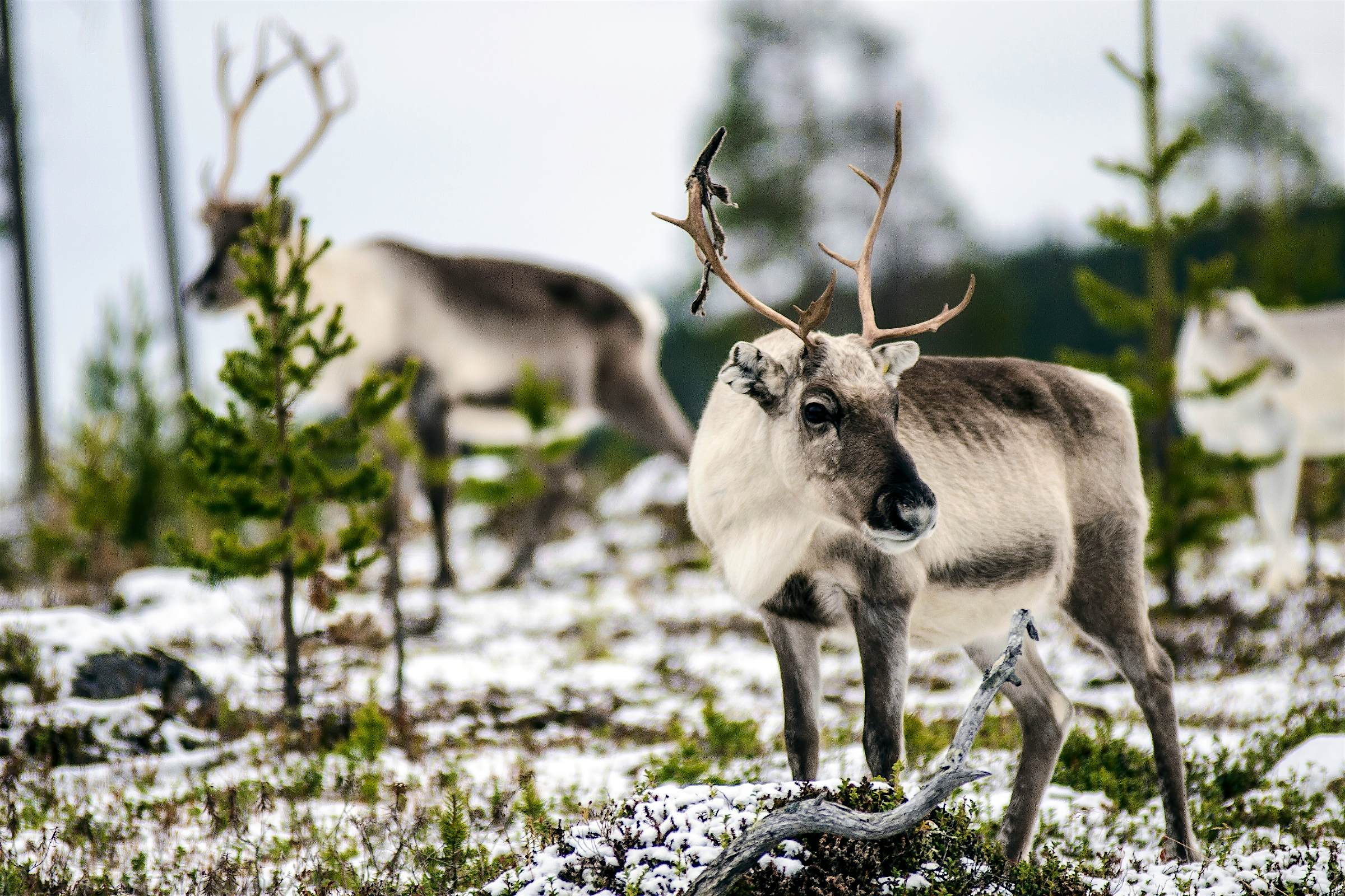 Travel News - Sami Reindeer Reindeer of a Sami herd in Finnish Lapland. Image: David Williams - www.hybriddave.com/Getty Images