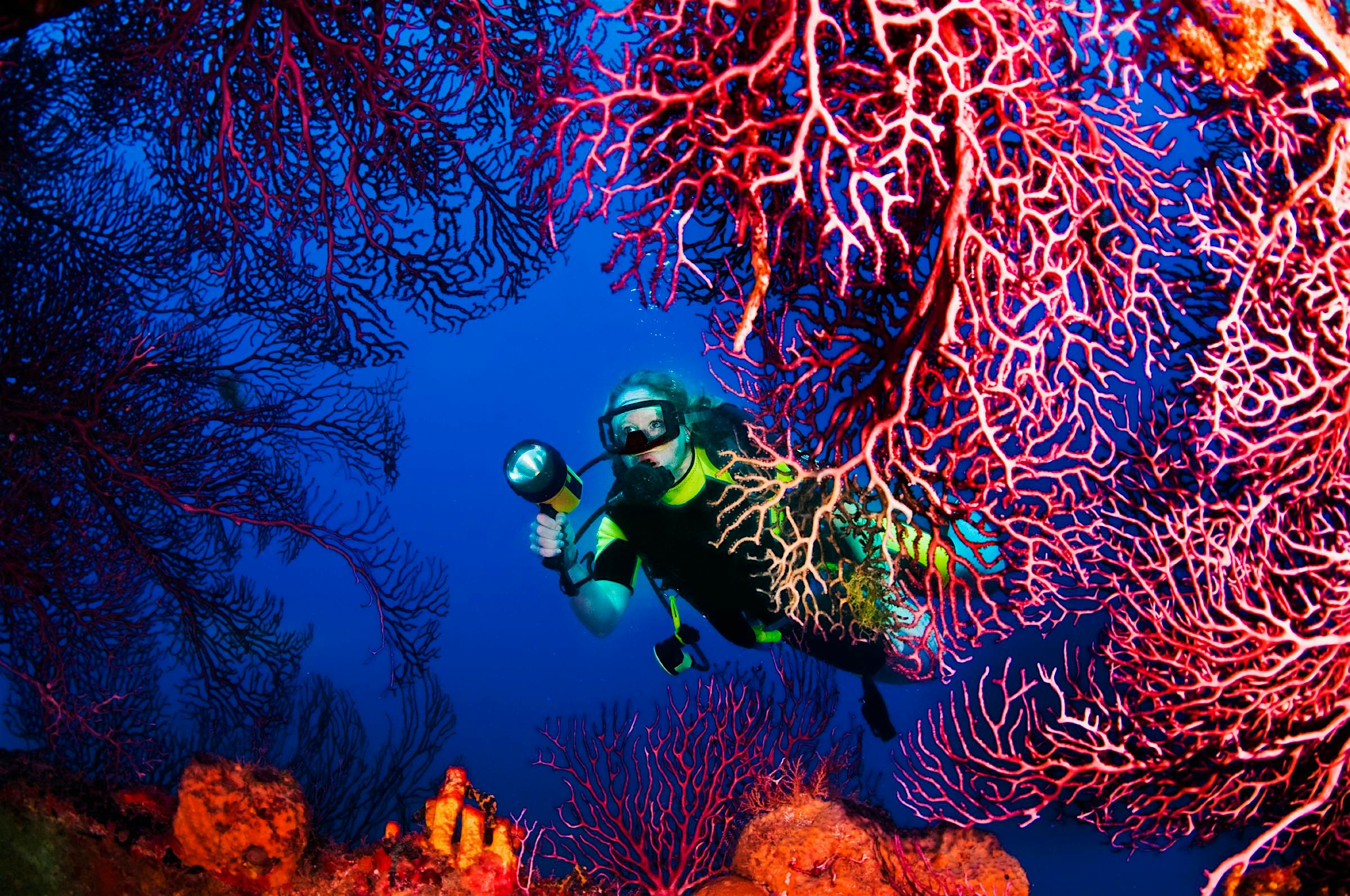 Travel News - "A diver explores sea fans growing on Lesleen M freighter wreck off Castries, St. Lucia." Tourists have been urged to help protect St Lucia’s unique whiptail lizards and racer snakes. Image: James + Courtney Forte/Getty Images/Aurora Open