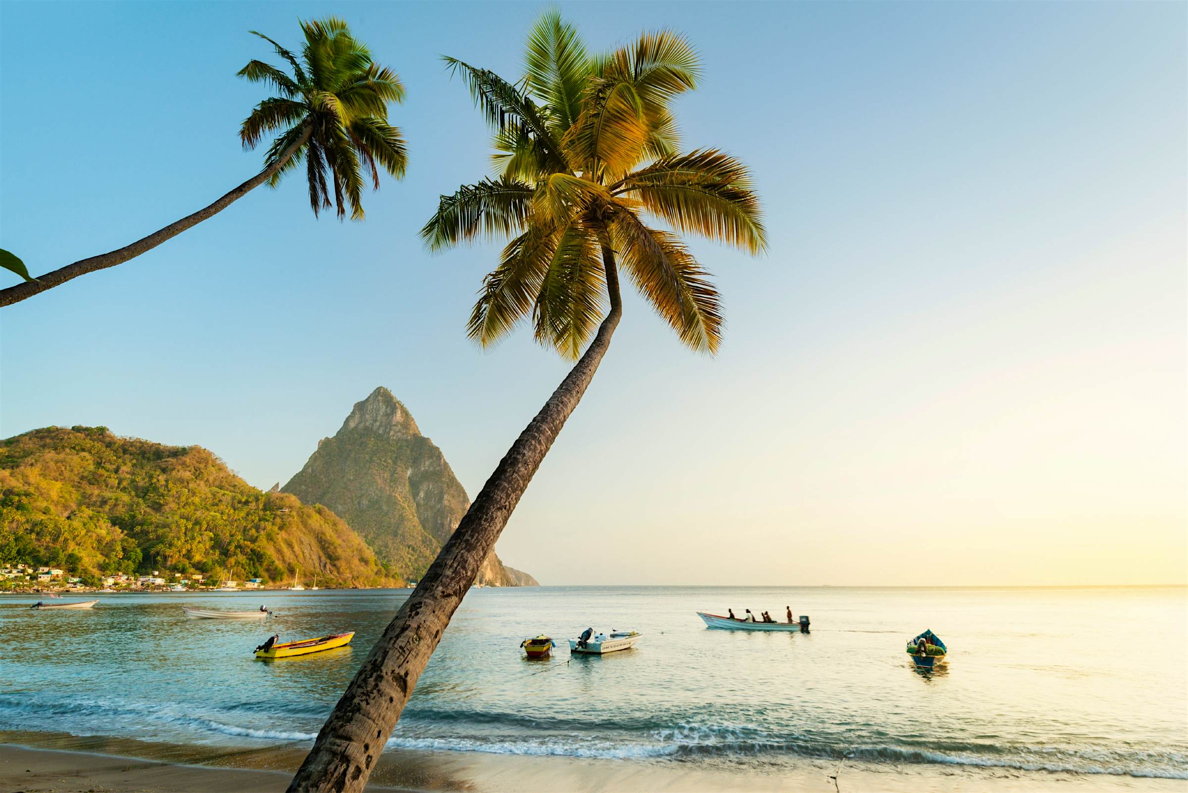 Travel News - Palm trees on beach with view of Gros Piton in distance. Tourists have been urged to help protect St Lucia’s unique whiptail lizards. Image: Justin Foulkes/Lonely Planet