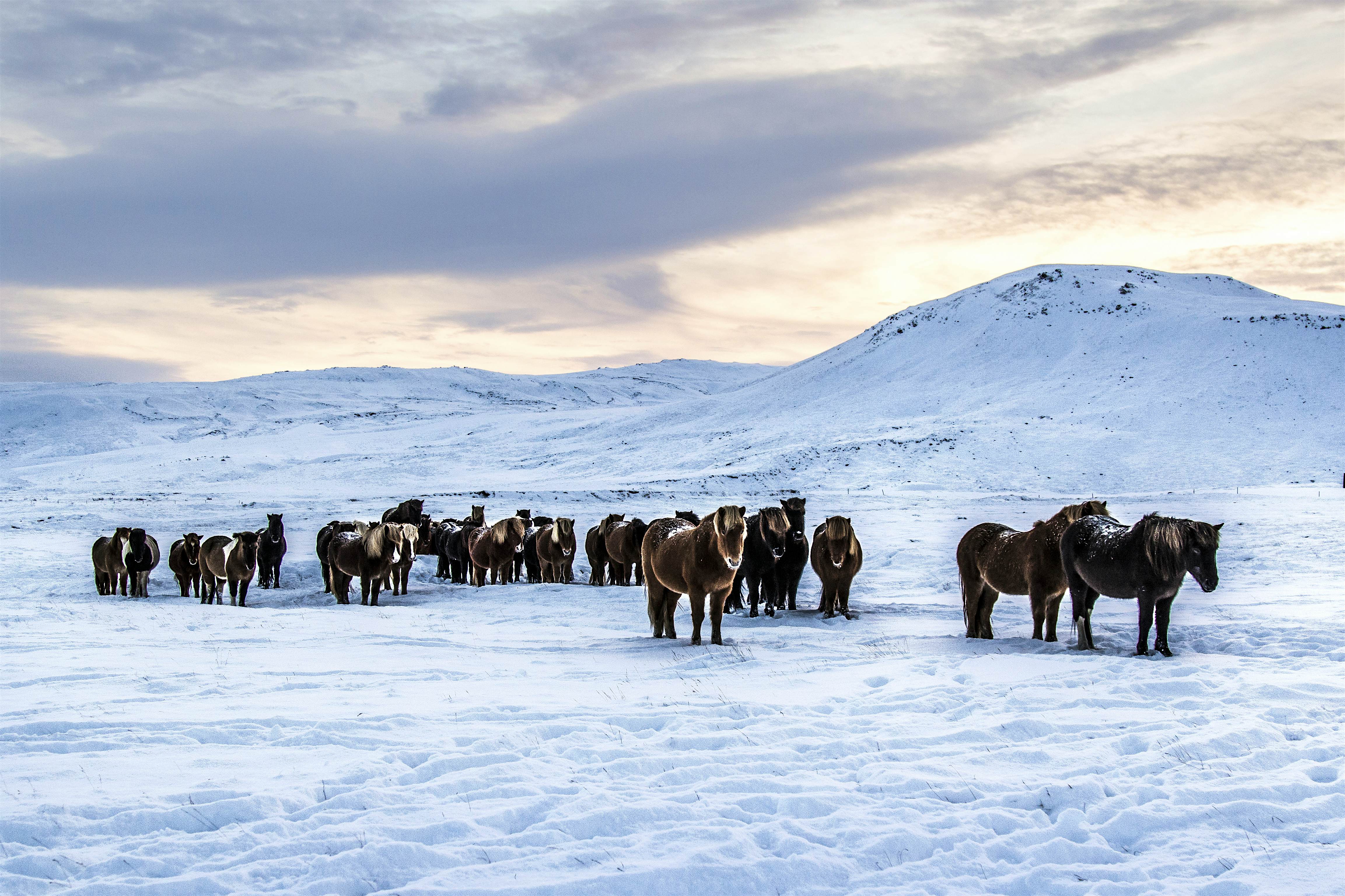 Travel News - 500px Photo ID: 101573751 - Photo of the horses at Reykjanes Peninsula, Iceland. The landscape is covered in snow. Photo taken in Iceland in December 2014If you like my work you can see more on my <a href="http://www.photographybypixie.com" Horses at Reykjanes Peninsula, Iceland.