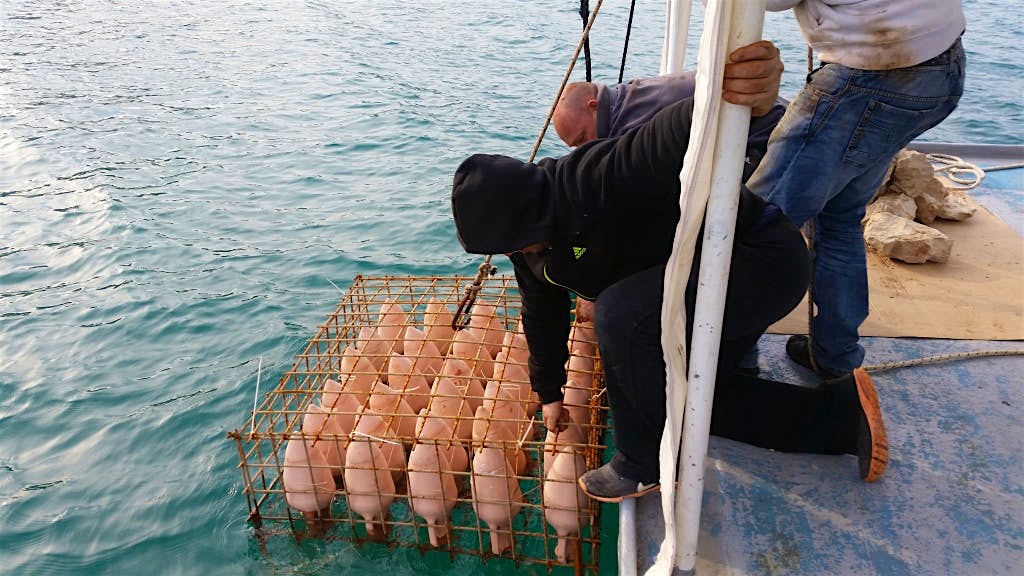 Travel News - edivovina.hr 201503111540350_srcset-large The first underwater winery in Croatia has just opened in Drače on the Pelješac Peninsula. Image: Edivo Vina