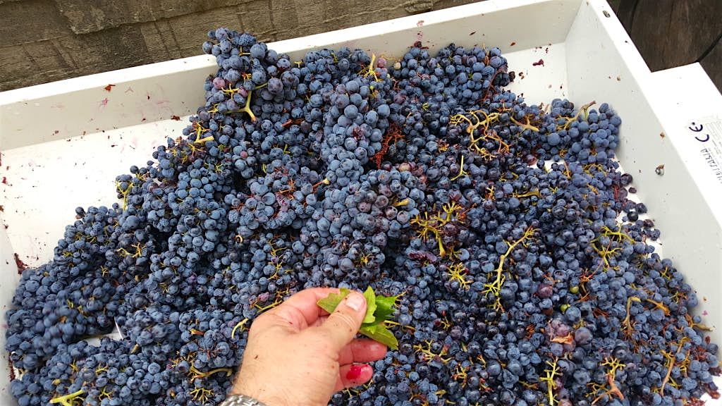Travel News - edivovina.hr 201509201426200_srcset-large The first underwater winery in Croatia has just opened in Drače on the Pelješac Peninsula. Image: Edivo Vina