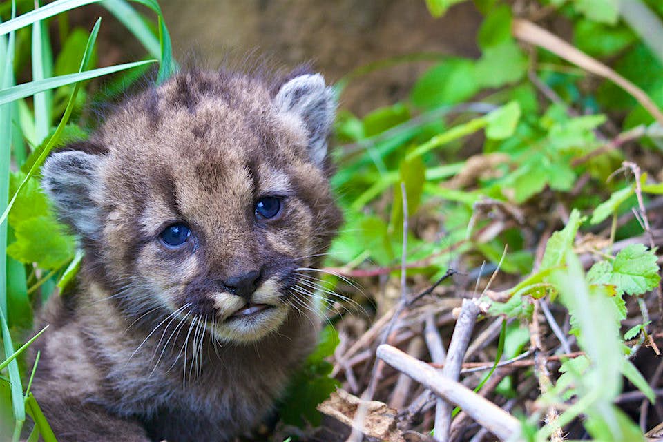 Travel News - This mountain lion kitten was born in Santa Monica mountains. Image: National Park Services