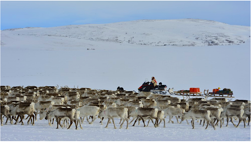 Travel News - reindeer You can follow a week-long broadcast of a reindeer herd in Norway on TV. Image: Edmund Johannes Gronmo / NRK