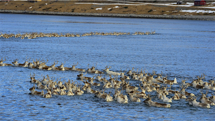 Travel News - reindeer2 You can follow a week-long broadcast of a reindeer herd in Norway on TV. Image: Edmund Johannes Gronmo / NRK