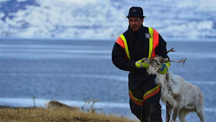 Travel News - reindeer3 You can follow a week-long broadcast of a reindeer herd in Norway on TV. Image: Edmund Johannes Gronmo / NRK