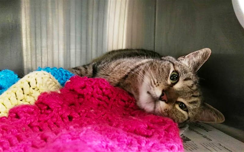 Travel News - BooBoo the cat "hitchiked" from California to Canada. Image: Ashley Aleman