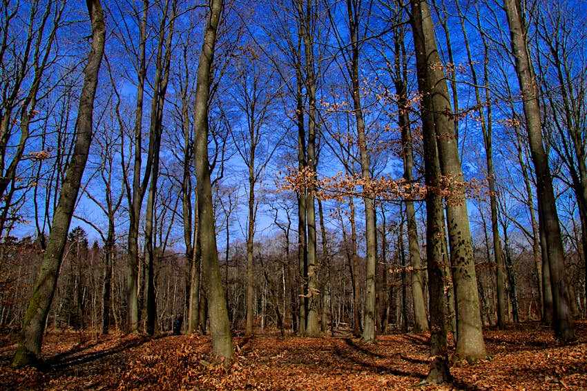 Travel News - Ängelholm. På Hembygdsparken Airbnb sweden The autumnal woods of Ängelholm in Sweden.