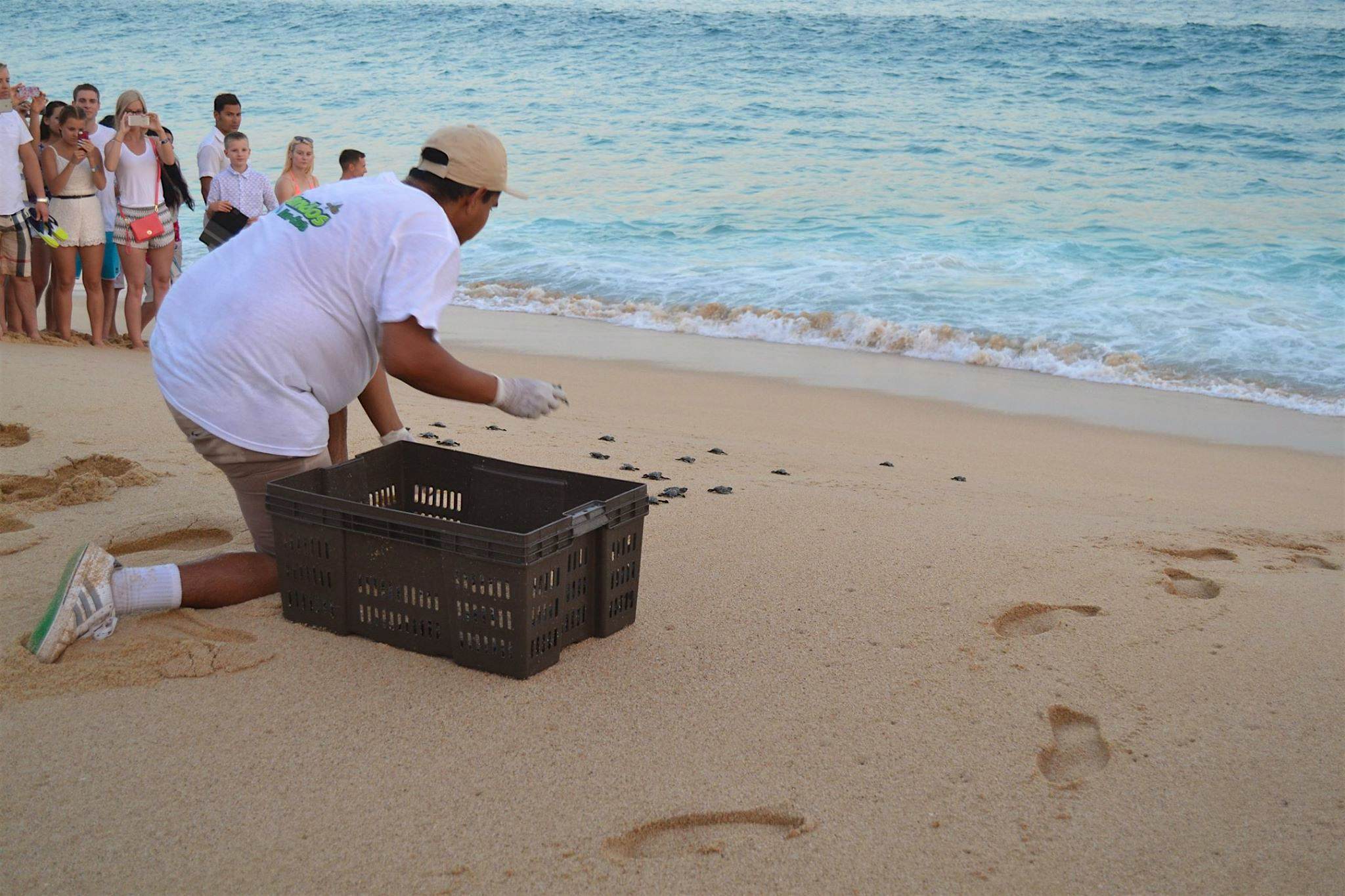 Travel News - Baby sea turtle release Cancun resort Baby sea turtle release Cancun resort