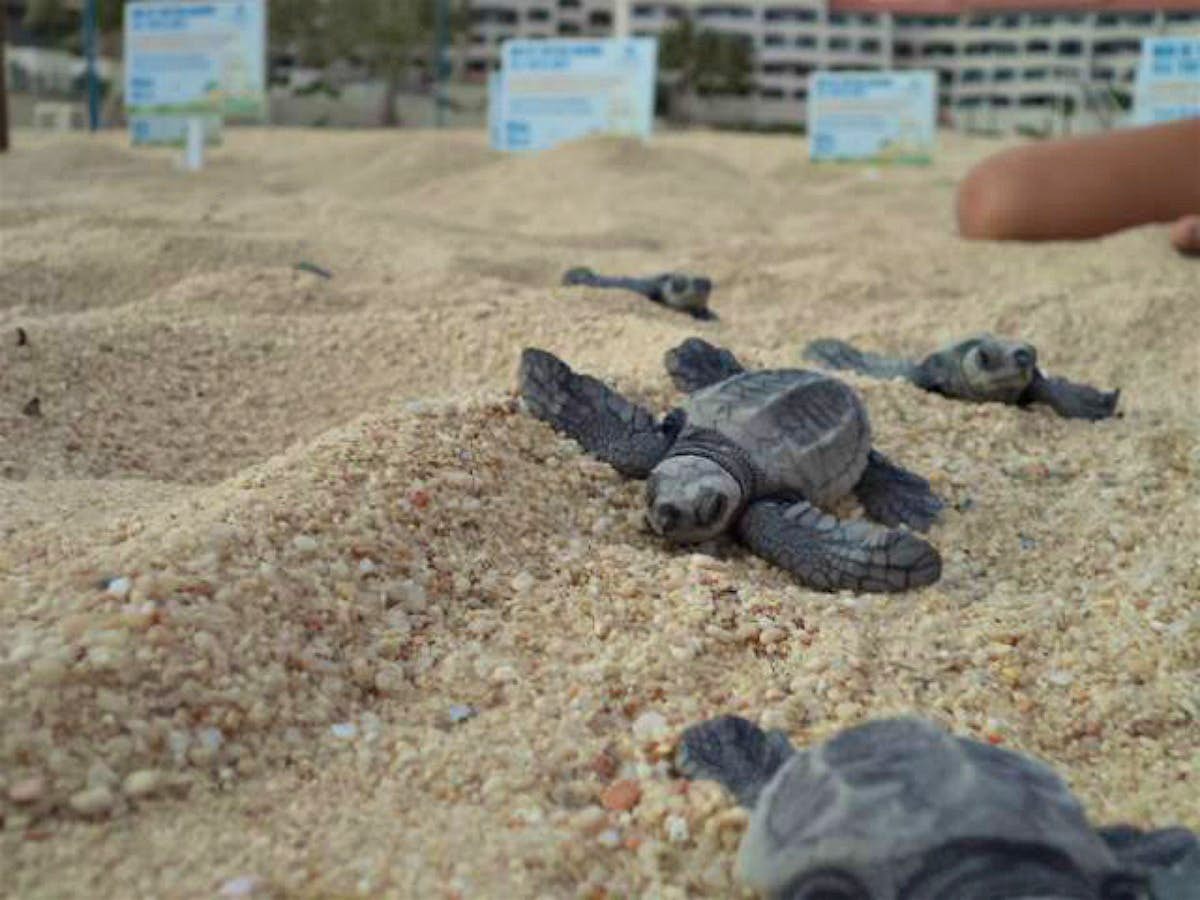 Travel News - Baby sea turtle release Mexico Baby sea turtles on a beach in Mexico.