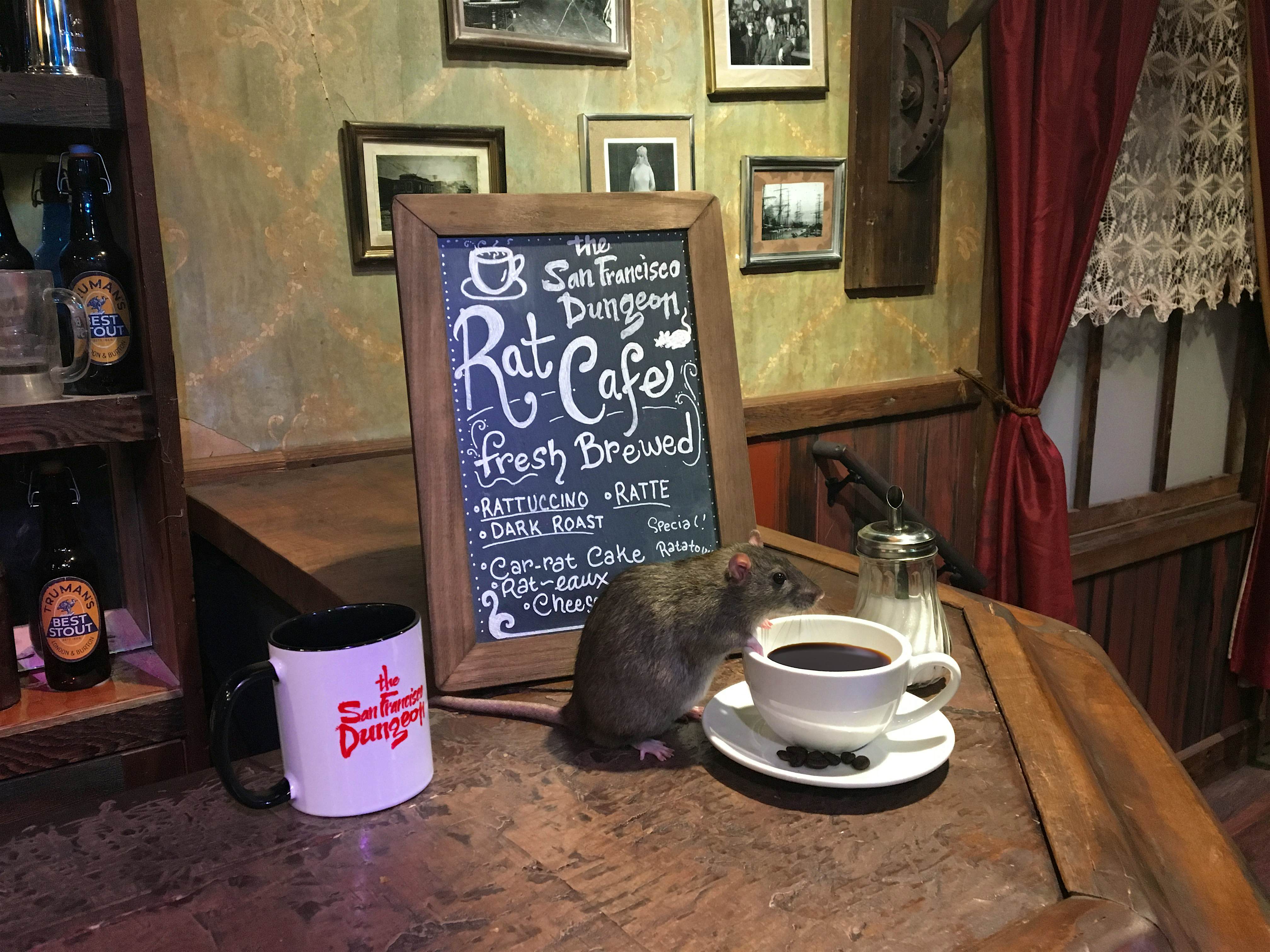 Travel News - Dine with Rat pet rat san francisco dungeon A rat at the rat cafe at San Francisco Dungeon