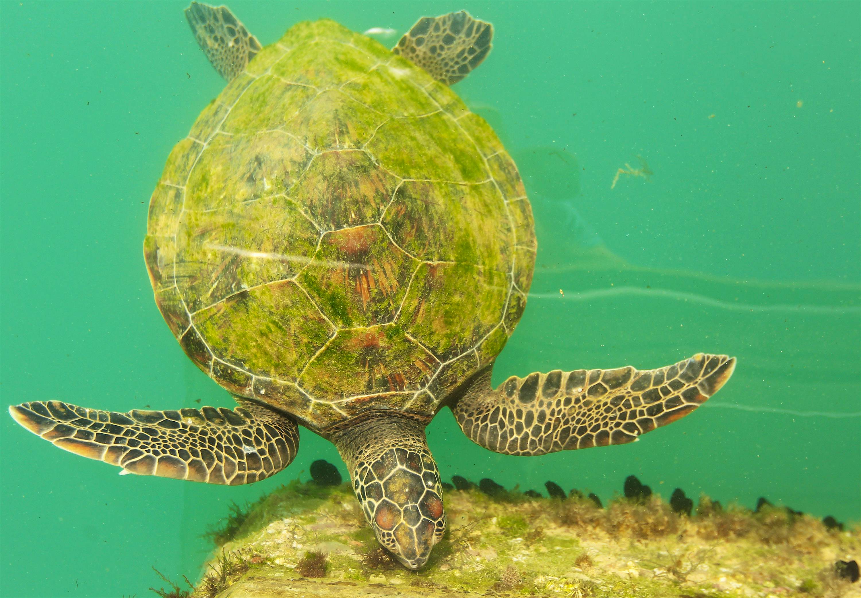 Travel News - Turtle Oman A turtle swims by in Muscat, Oman.