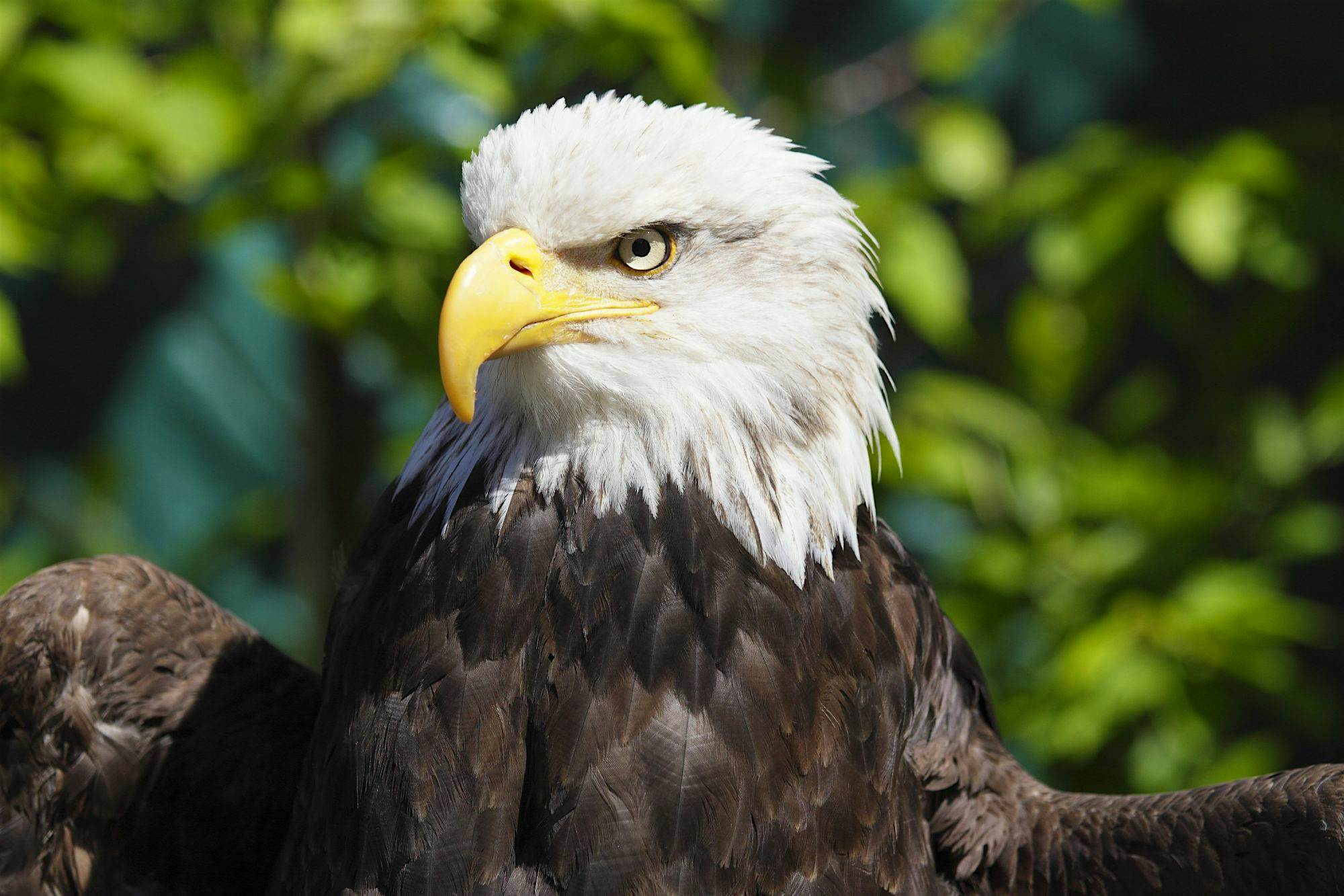 Travel News - USA A magnificent bald eagle in Ketchikan in Alaska.
