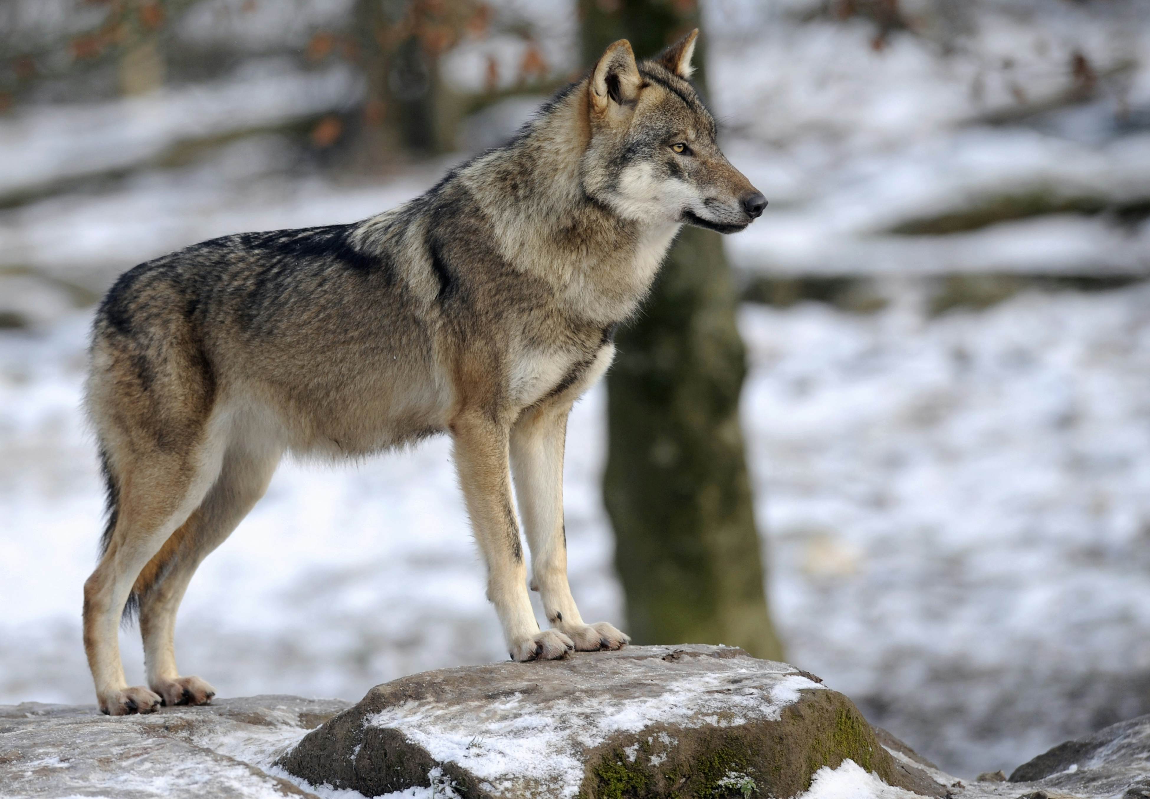 A Wild Wolf Pack Is Roaming Denmark For The First Time In 0 Years Lonely Planet