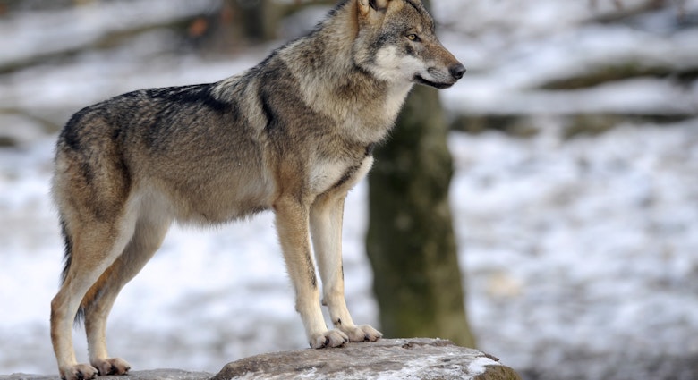 A European grey wolf photographed in France