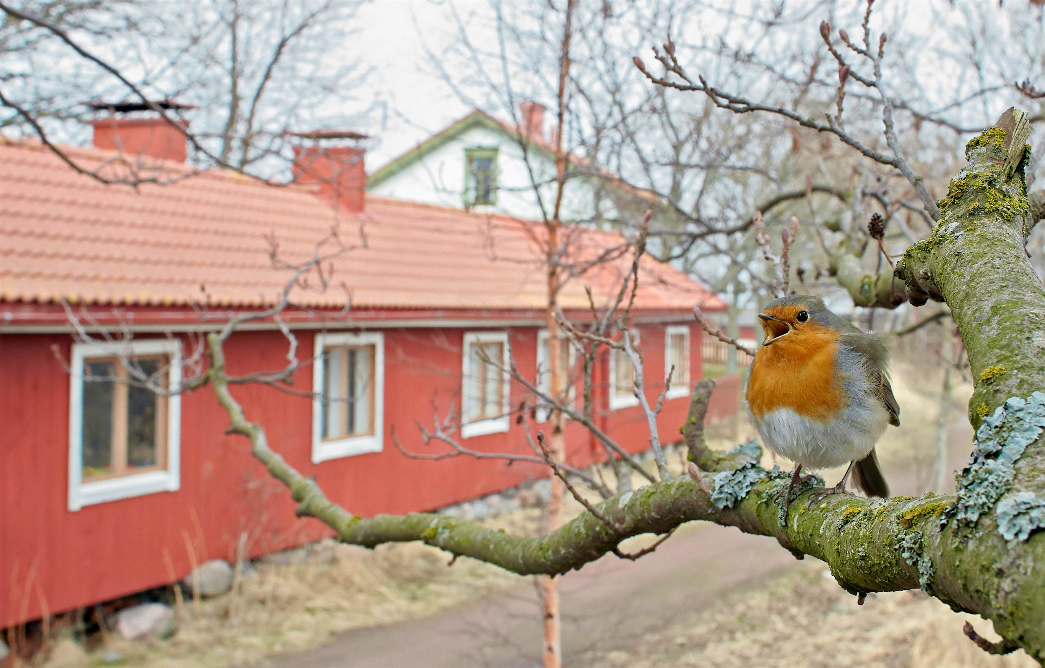 Travel News - Best Birds in Pictures Robin (Erithacus rubecula) singing on branch near a house, Uto, Finland.