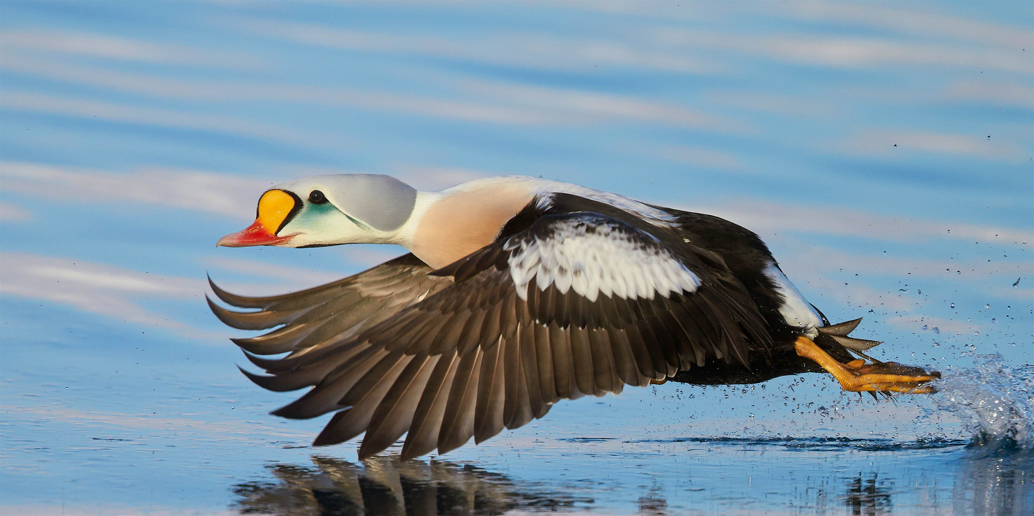 Travel News - Best Birds in Pictures Male King eider (Somateria spectabilis) in flight over water, Batsfjord, Norway.