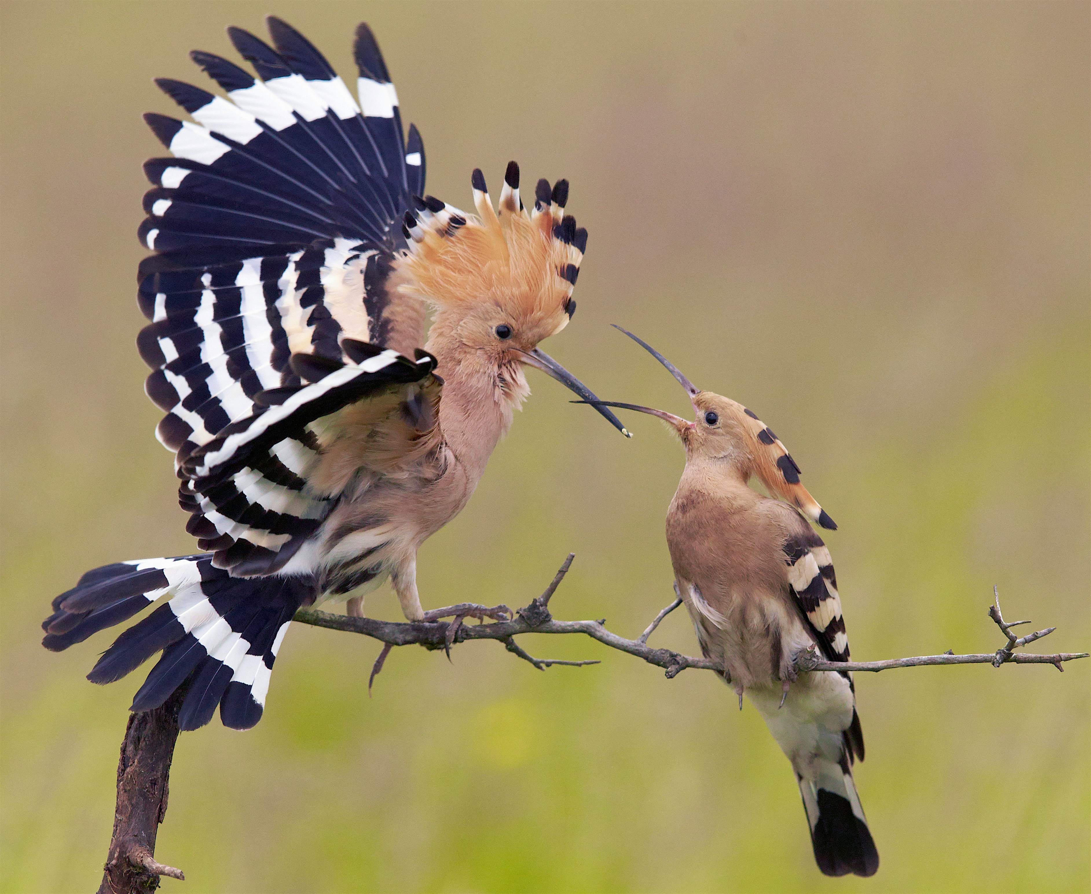 Travel News - Best Birds in Pictures Hoopoe (Upupa epops) male giving mating gift to female, Hungary.