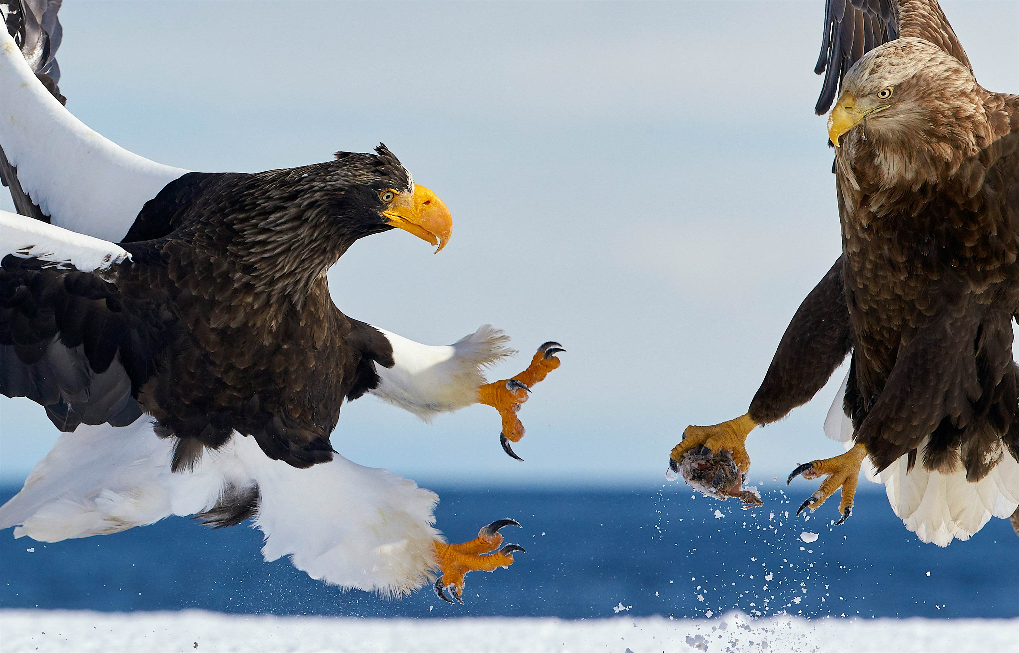 Travel News - Best Birds in Pictures Steller's sea eagle (Haliaeetus pelagicus) fighting over food with White-tailed eagle (Haliaeetus albicilla) Hokkaido Japan.