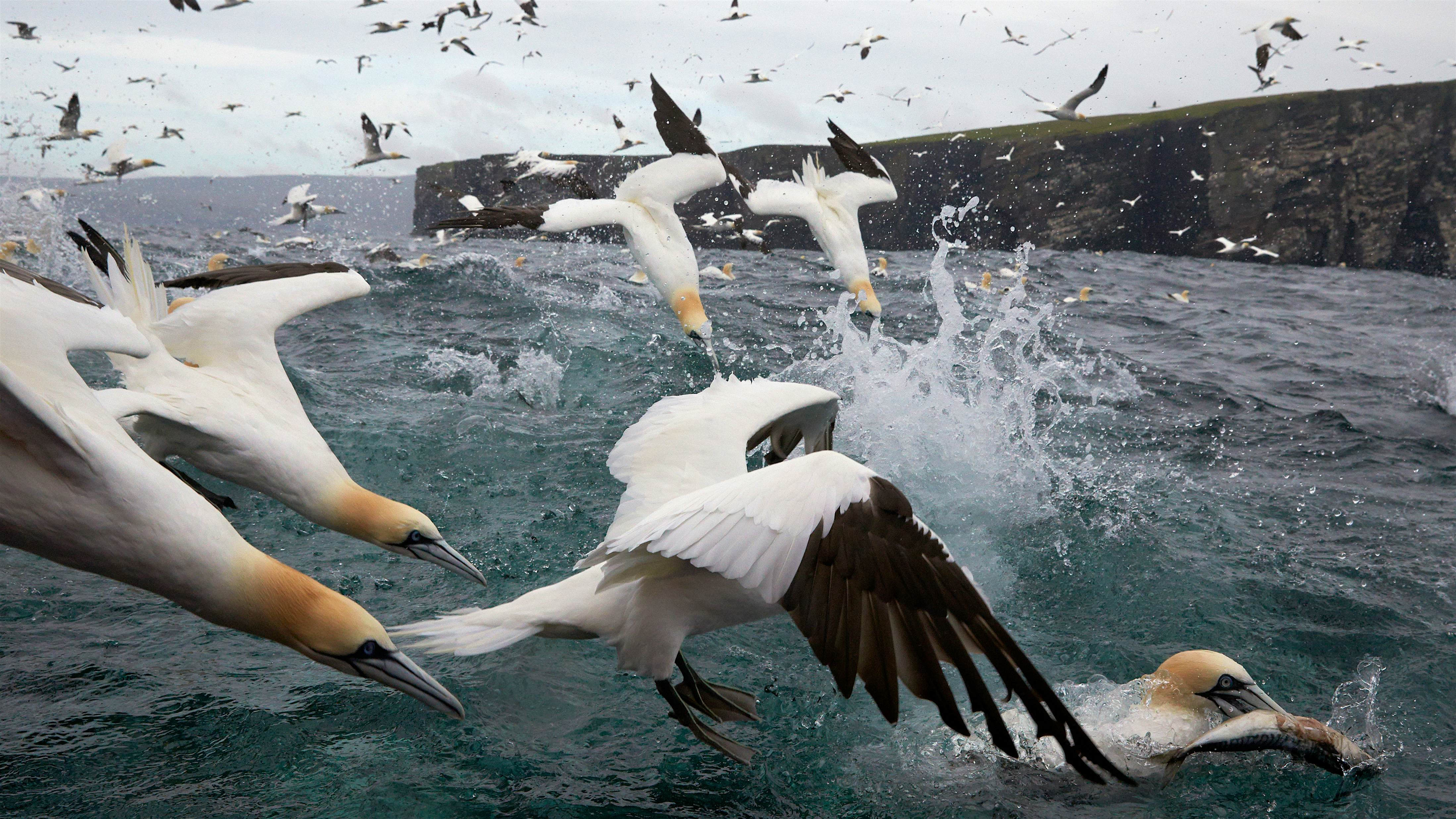 Travel News - Best Birds in Pictures Gannets (Sula bassana) diving into water, hunting for fish, Shetland, UK.