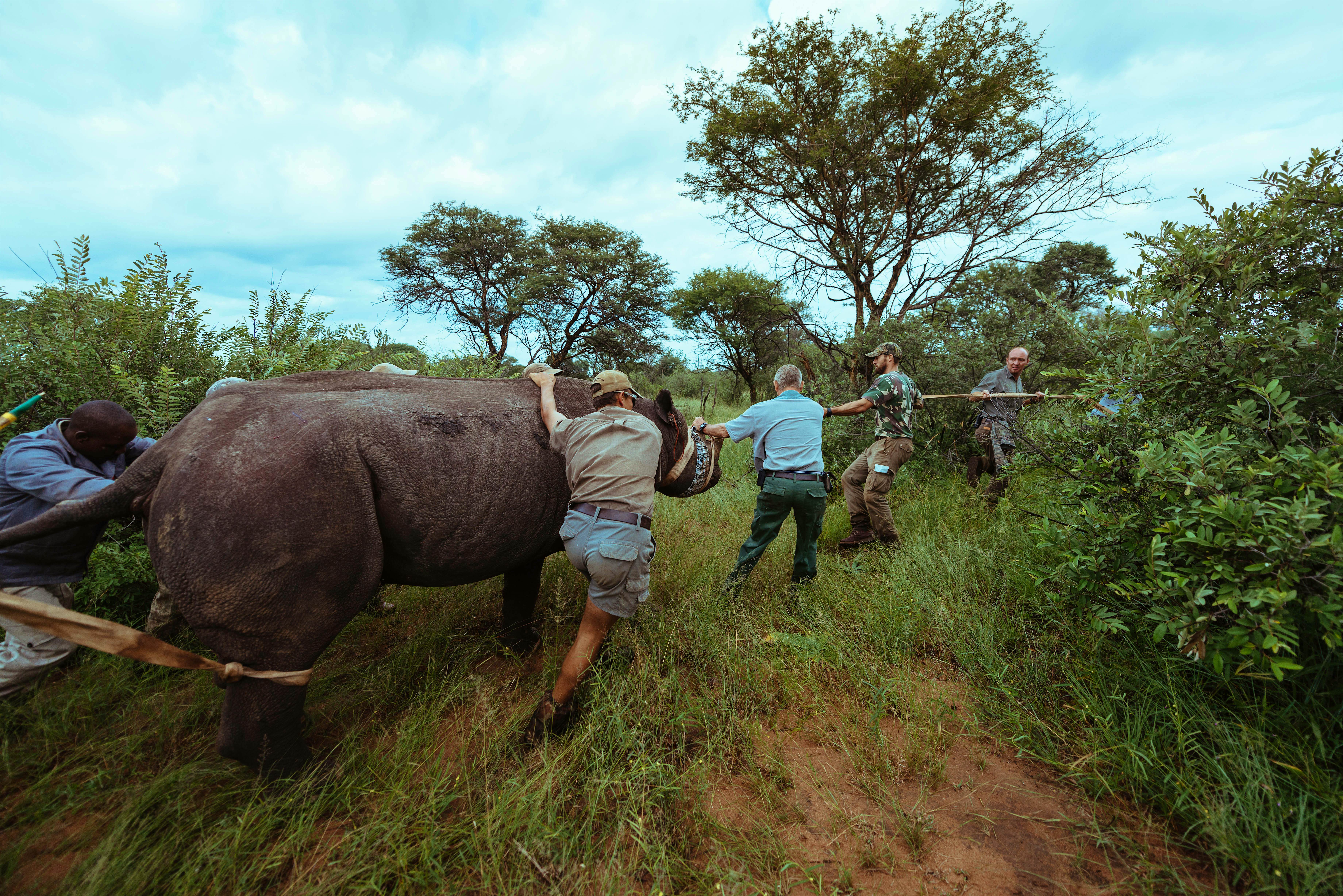 Travel News - Rwanda wildlife How many Black Rhinos are left in Rwanda