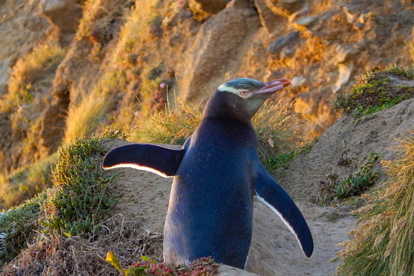 Travel News - Yellow-Eyed Penguin Thomas Mattern Yellow-eyed penguin. Image courtesy of Thomas Mattern