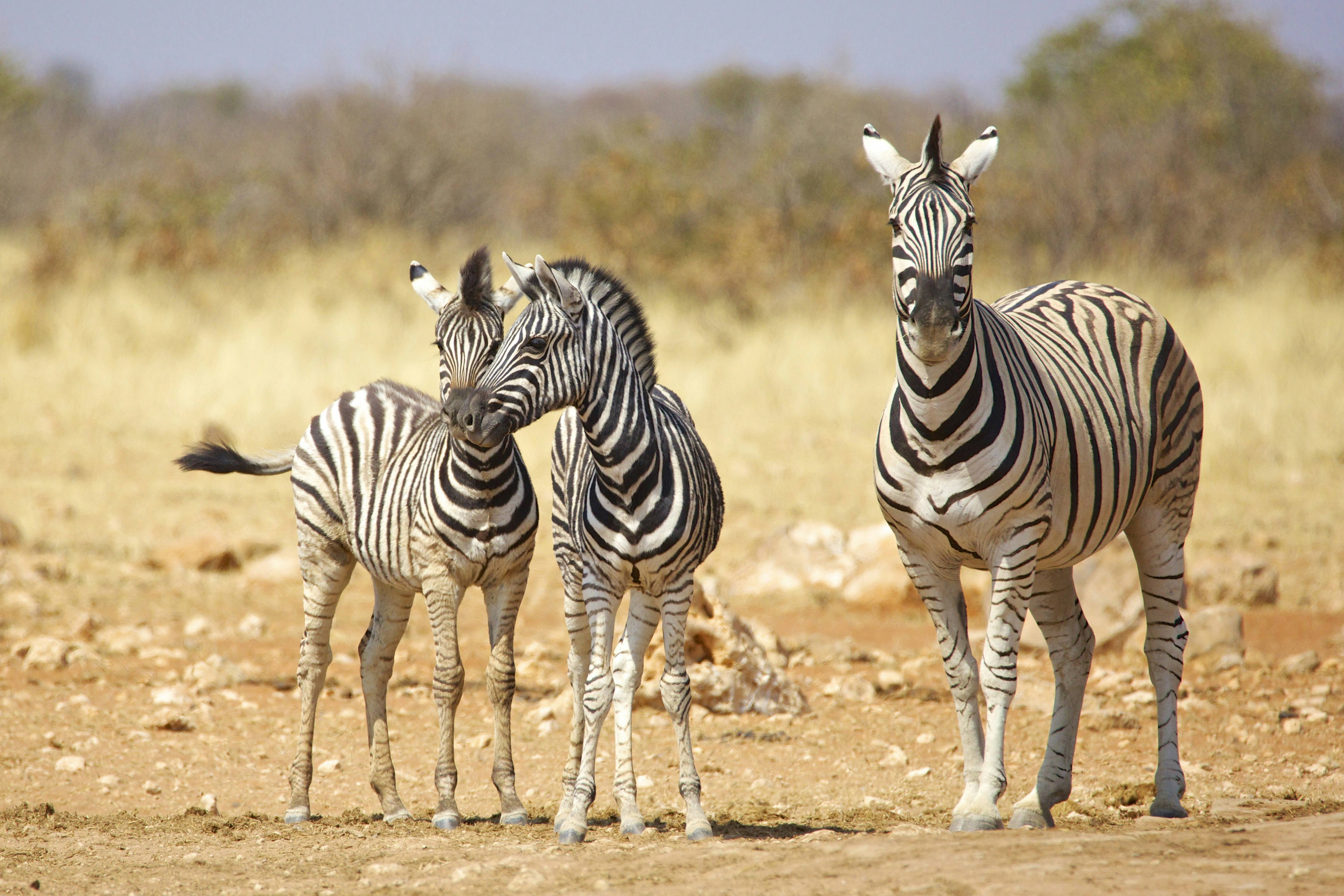 Zebra and calves in Etosha National Park, Namibia. 