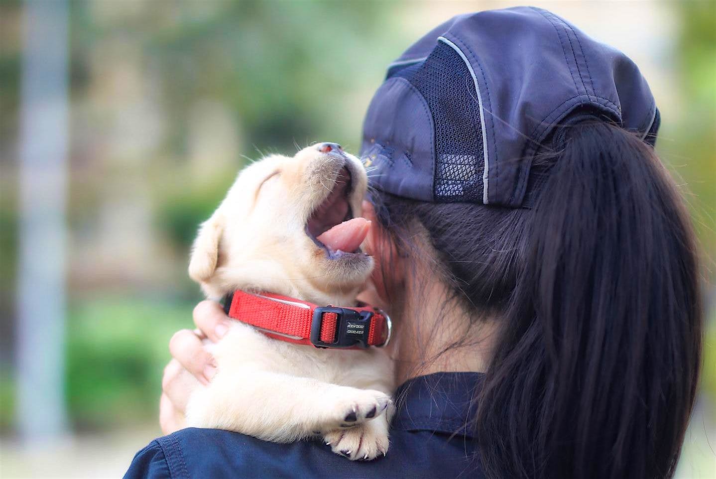 Travel News - The New Taipei Police Department in Taiwan's K-9 Unit has introduced its newest recruits.