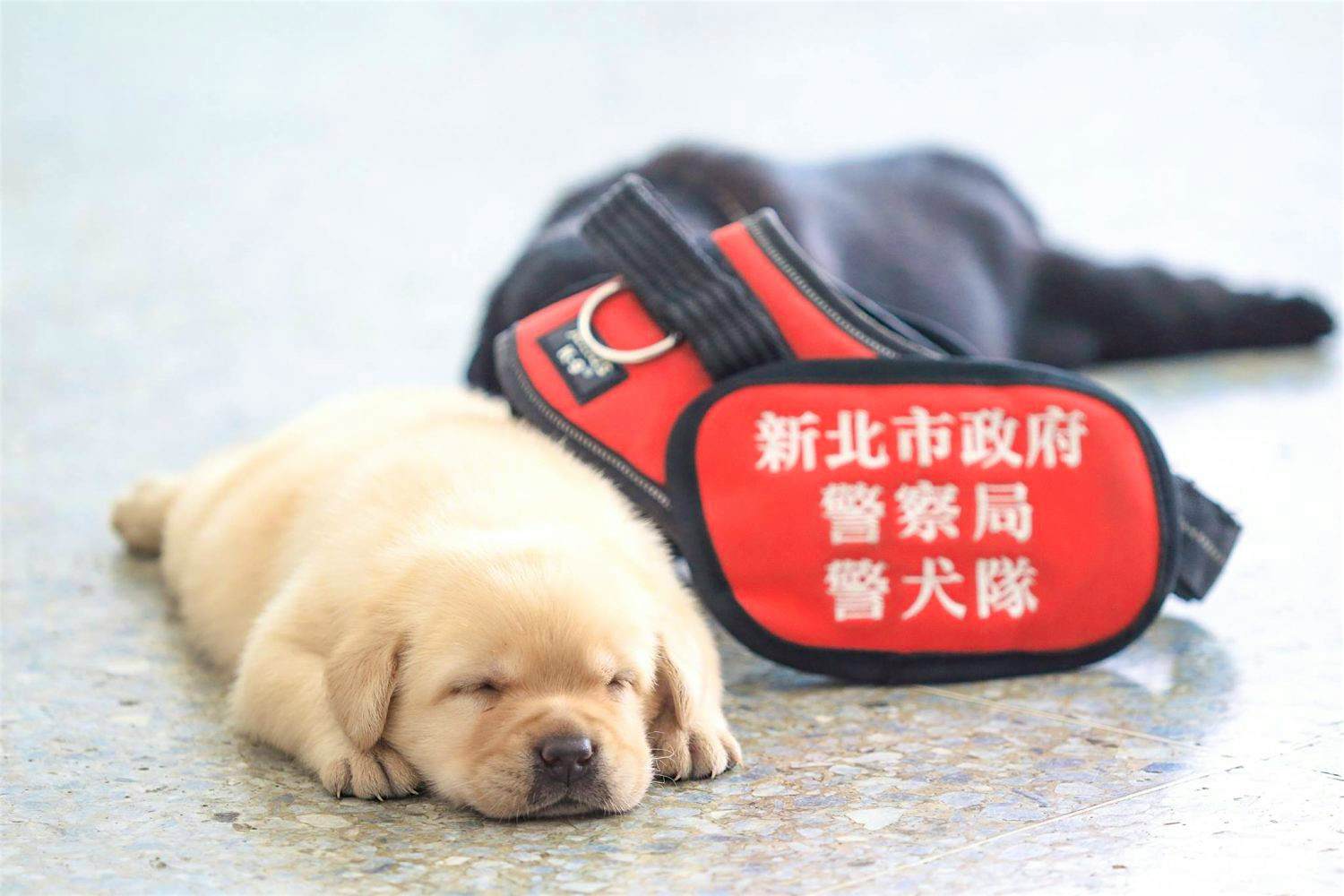 Travel News - 19024874_1342098009161190_6562983091690841441_o The New Taipei Police Department in Taiwan's K-9 Unit has introduced its newest recruits.
