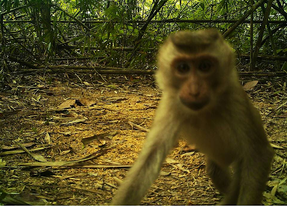 Travel News - A pig-tailed maqaque at the Keo Seima Wildlife Sanctuary A pig-tailed maqaque captured on hidden camera