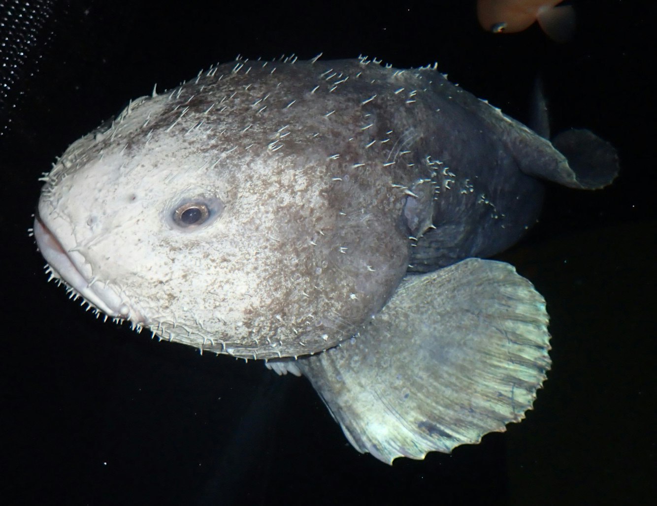 What the blobfish looks like in its natural habitat of 2000 to 3900 ft  beneath the sea (when it hasn't had its body dama…