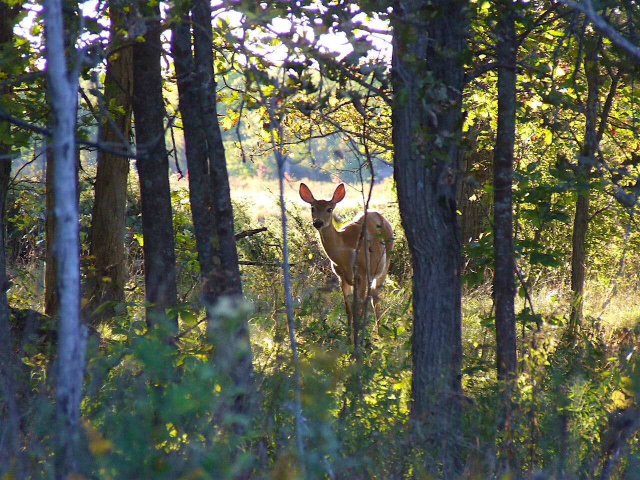 Travel News - Deer in the forest at Fontenac Arch Forest scene at Fontenac Arch