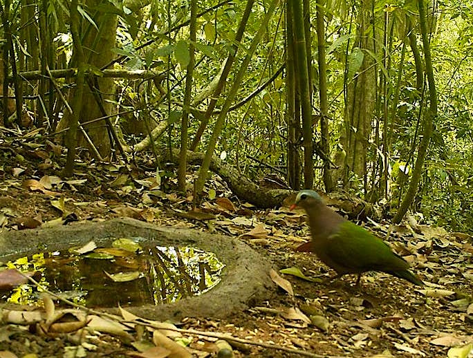 Travel News - Emerald Dove at Keo Seima Wildlife Sanctuary WCS Cambodia Emerald dove, Keo Seima Wildlife Sanctuary