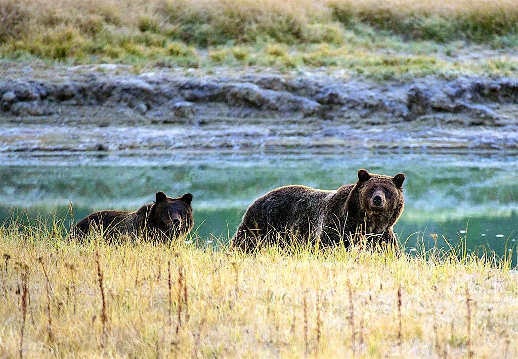 Travel News - US-PARKS-YELLOSTONE NATIONAL PARK A Grizzly bear mother and her cub walk near Pelican Creek in the Yellowstone National Park in Wyoming.