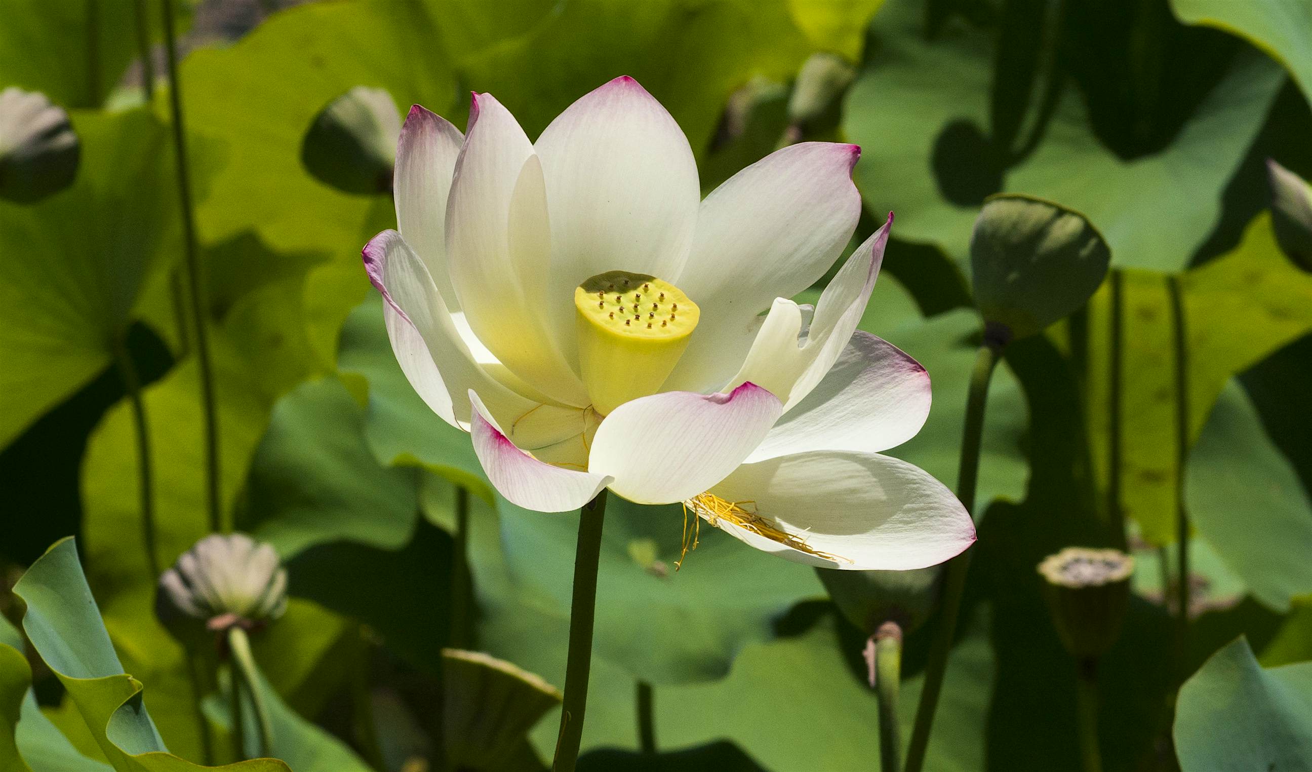 Travel News - GettyImages-546288914 Echo Parks 13-acre urban lake and surrounding recreational open space in the Echo Park/Silverlake neighborhood is one of the oldest park in Los Angeles and has long been known for the lotus flowers which have been blooming yearly there between April to August since the mid-1920s.