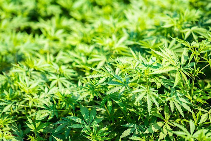 Travel News - Cannabis Culture Travel News - Cannabis Culture