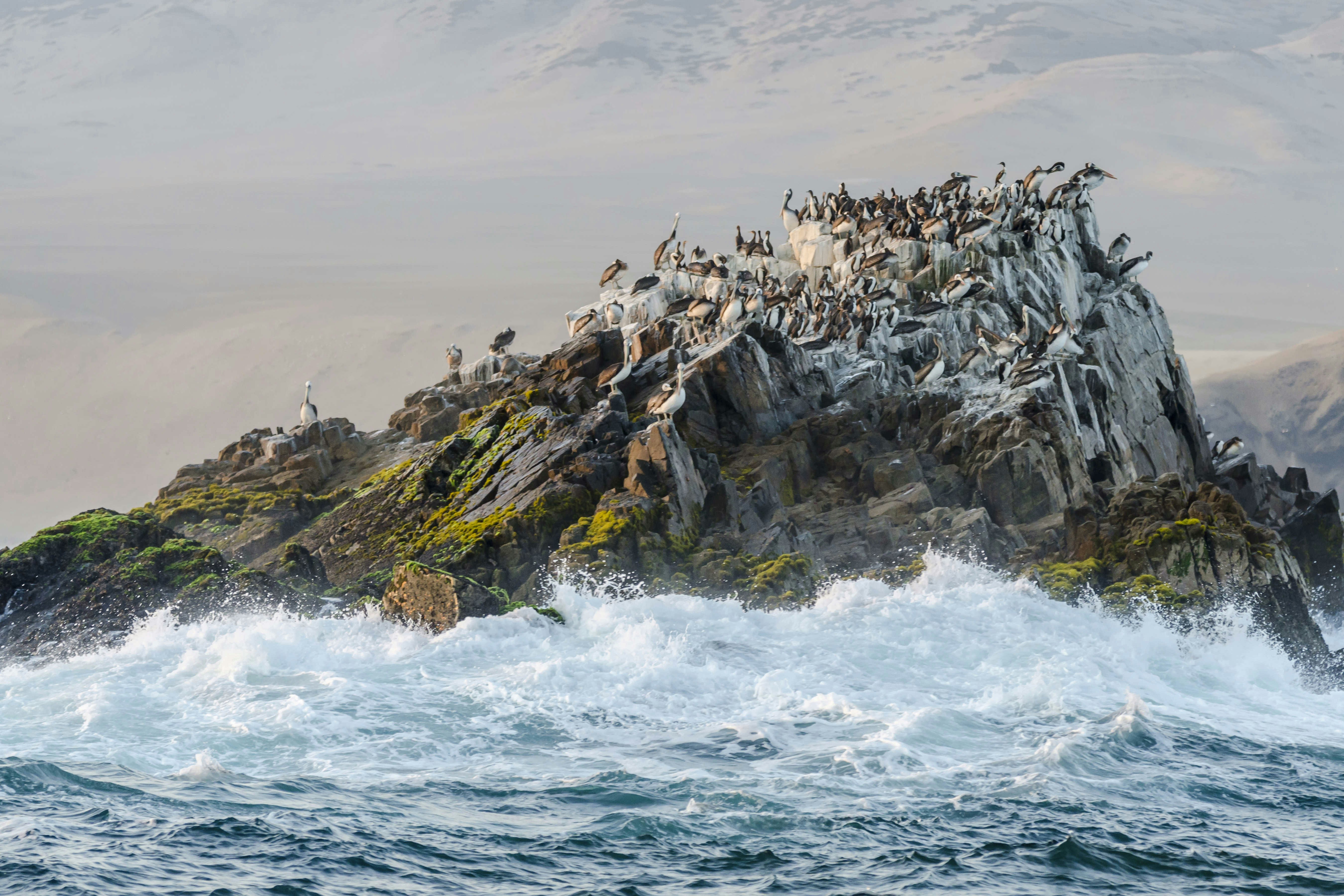 Isla San Lorenzo, Peru.