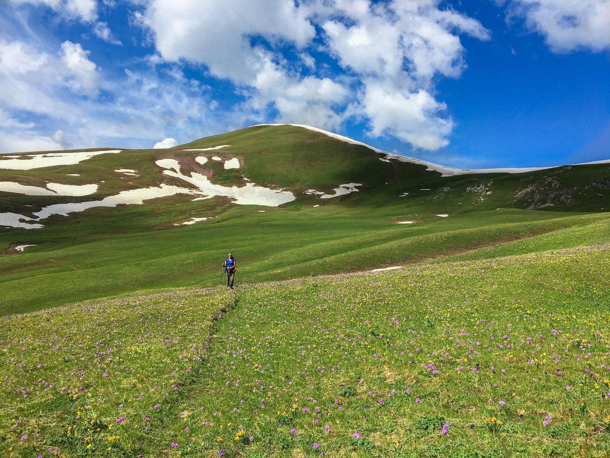 A hiker walks through a field with purple flowers in Kyrgyzstan.