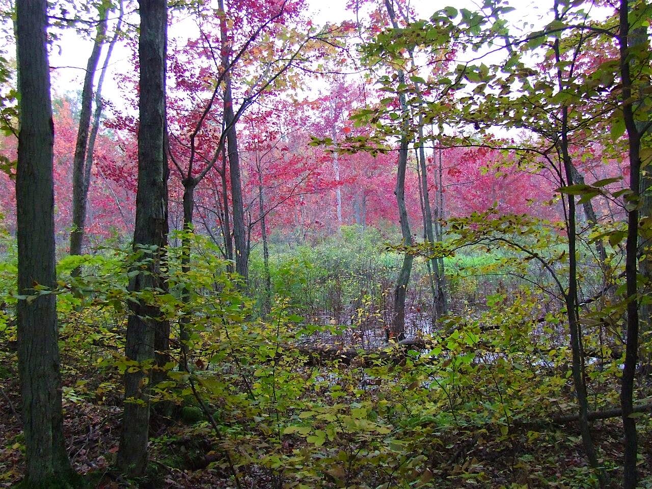 Travel News - Red maple swamp, Freeman property Fontenac Arch's Red Maple Swamp