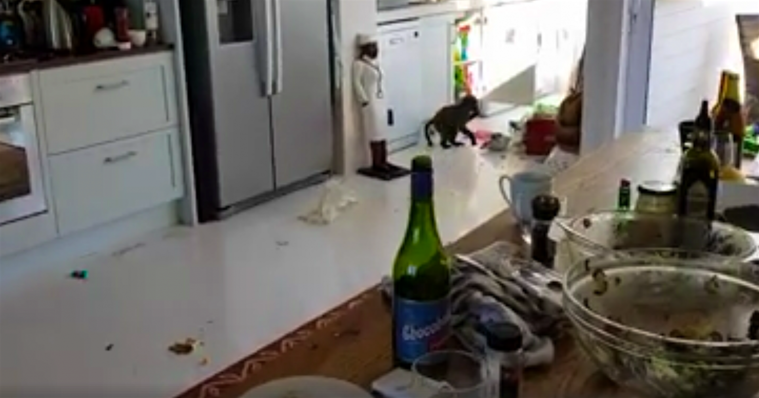 Travel News - Screenshot 2017-06-09 at 00.11.11 Baboons pillaged and pooped in an Airbnb in Tanzania. Image: Neil Cave Video