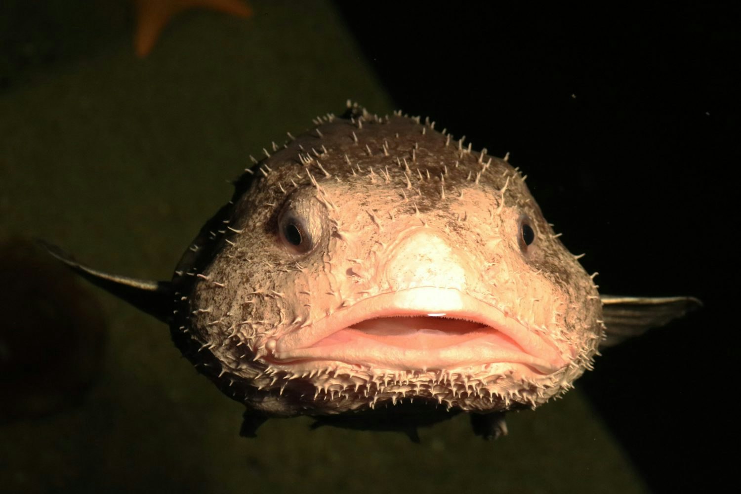 Bob the Blobfish lives in a Japanese aquarium. Image: Aquamarine Fukushima