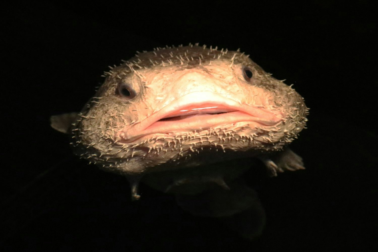 What the blobfish looks like in its natural habitat of 2000 to 3900 ft  beneath the sea (when it hasn't had its body dama…