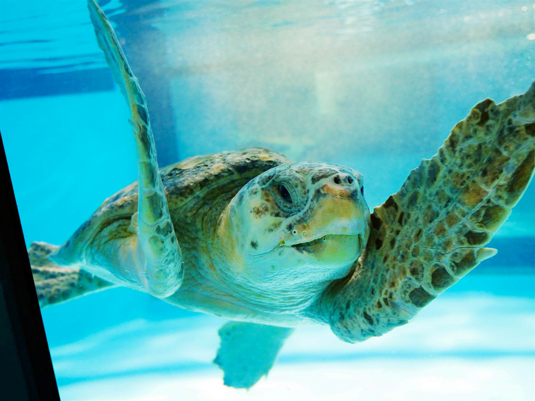 Travel News - rescue sea turtles south carolina A rescued sea turtle enjoys his tank