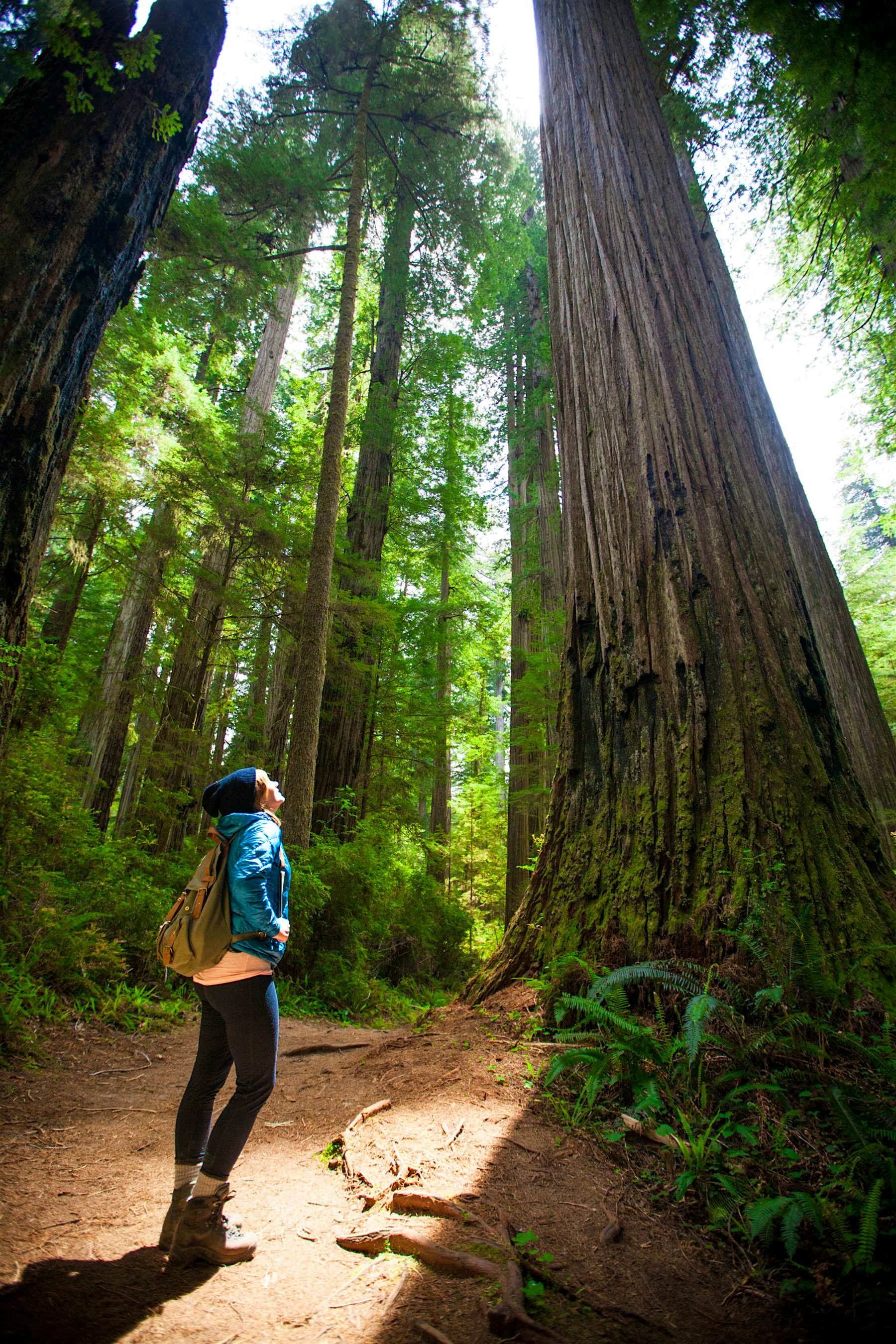 Travel News - shinrin yoku wellness A hiker looks up through the sunlight at a giant Redwood Tree in Stout Grove, Jedediah Smith Redwoods State Park.