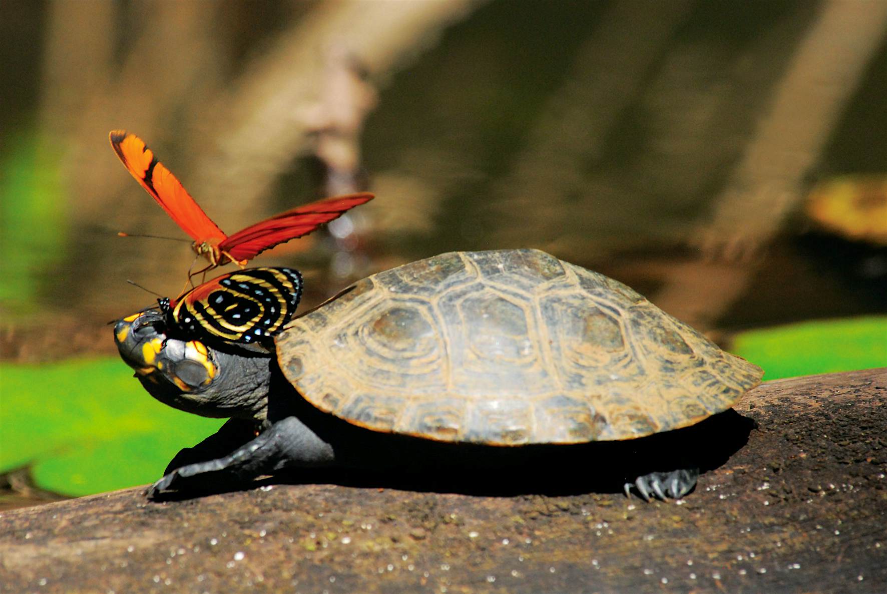 Travel News - wildlife watching peru amazon Get up close and personal with spectacular wildlife in Peru. Image by Inkaterra